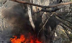 Bursa'da çıkan çalı yangını büyümeden söndürüldü