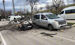 Bursa'da seyir halindeki araçların üzerine ağaç devrildi