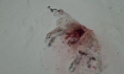 Dağda aç kalan kurtlar köyün kabusu oldu