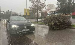 İzmir'de fırtına ağaçları devirdi: 5 araç hasar gördü