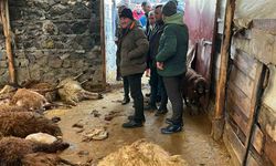 Kars'ta kurt dehşeti: Aç kurtlar 130 koyunu telef etti