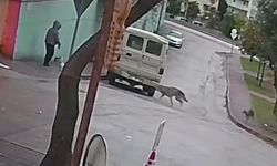 Kurt köpeklerinin saldırı anı kamerada: Küçük köpeği bulunan kadını yere düşürdüler