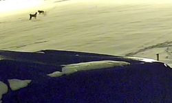 Kurtlarla dövüşen köpekten geriye postu kaldı