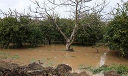 Kuşadası'nda bahçeler göle döndü, ağaçlar sular altında kaldı