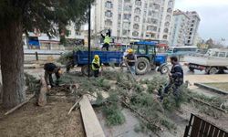 Kütahya'da fırtına ve aşırı rüzgâr ağaçları devirdi