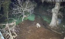 Menteşe'de kurdun saldırdığı 3 koyun telef oldu