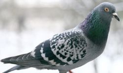 O anlar kamerada: Kasklı şüpheli damdaki kuşları çaldı