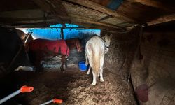 Sakarya'da otoyol kenarındaki kemikler jandarmayı at kasaplarına götürdü