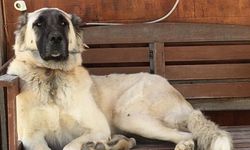 Yerleşim yerinde açılan ateş köpeği vurdu, inceleme başlatıldı