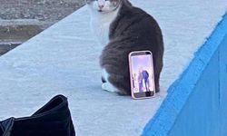 Bursa sahilinde kediden tripod