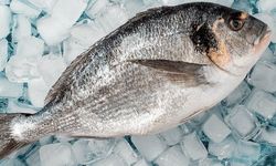 Çölde balık yetiştirdiler