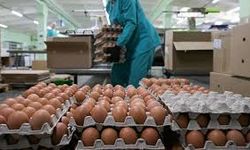 Yumurta tozuna dev yatırım
