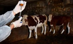 CHP’li Pala: Hayvan sağlığındaki çöküş, halk sağlığı krizine dönüşmektedir