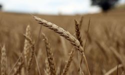 Destek ödemeleri çiftçilerin hesaplarına yatırılmaya başladı