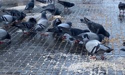 Bursa’da hayvanseverler soğuk havada can dostlarını unutmadı