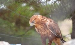 Geçen yıl 11 bin yaban hayvanı tedavi edilerek doğaya salındı