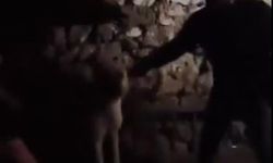 Önce üzerindekileri çıkarttı, sonra köpek getirdi... İnfial yaratan görüntü