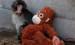 Punch'ın peluşu satış rekoru kırdı