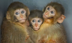 Bursa'da yavru makaklar 7/24 koruma altında!