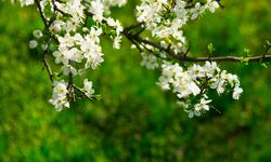 Havaya, suya ve toprağa düşecek! İlk cemre ne zaman?