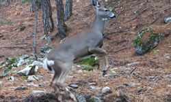 Sevimli karaca Uludağ'da fotokapana yakalandı