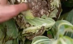 Bursa'da sağanak yağış tarımı vurdu