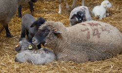 Bandırma Koyunu’nda et verimi ve ikizlik oranı artıyor