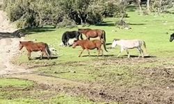 Bursa’da yılkı atlarının özgürlük gezisi