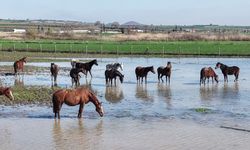 Bursa'da milyonluk yarış atları da su altında kaldı