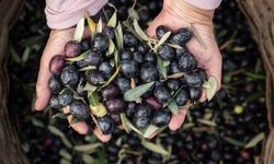 Marmarabirlik'ten 2025'te güçlü ve stratejik büyüme