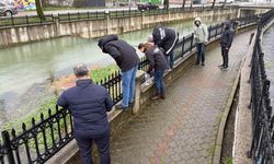 İnceleme başlatıldı! Uludere Çayı'nda binlerce ölü balık bulundu