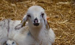 Koyunlara suni tohumlama geliyor