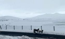Ağrı'da başıboş sokak köpekleri tehlike saçıyor