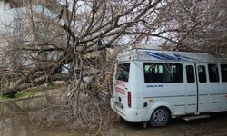 Çine'de dut ağacı minibüsün üstüne devrildi