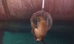 Gemiden denize düşen köpeği itfaiye kurtardı