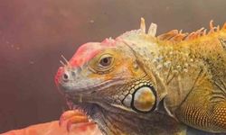 Koruma altındaki 3 hayvan, Samsun'da ele geçirildi