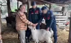 Küçükbaş hayvan hırsızlığı yapan 3 şüpheli tutuklandı