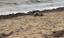 Sarımsaklı sahiline kadın cesedi vurdu