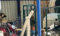 Sel sularının ortasındaki depoda mahsur kalan köpekler yürek burktu