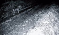 Tekirdağ'da ormanda kurt ve iki karaca görüntülendi