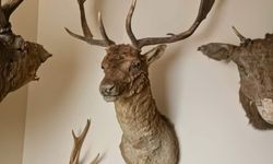 Tekirdağ'da yaban hayvanlarına ait 40 adet tahnit ve trofe ele geçirildi