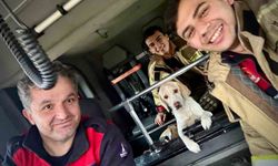 Umuda uzanan eller: Mahsur kalan köpeği itfaiye kurtardı