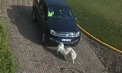 Valilik Konağı'ndaki 'köpek ölümü' olayının görüntüleri ortaya çıktı
