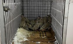 Van'da keklik avına 75 bin 303 TL idari para cezası