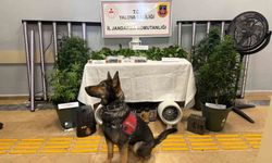 Yalova'da evi uyuşturucu serasına çeviren 2 zanlı tutuklandı