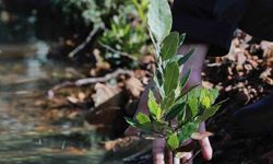 Yamanlar'da yanan ormanlar yeniden yeşeriyor