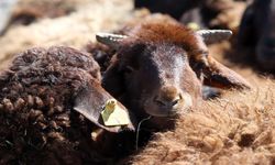 Kan donduran sadistlik