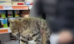 Market buzdolabından kedi çıktı