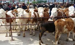 Şap krizinde son aşama: Bursa'daki gelişme şaşırttı