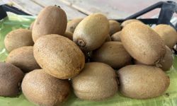 Türkiye'nin tarımda yeni gururu Bursa'da yetişti